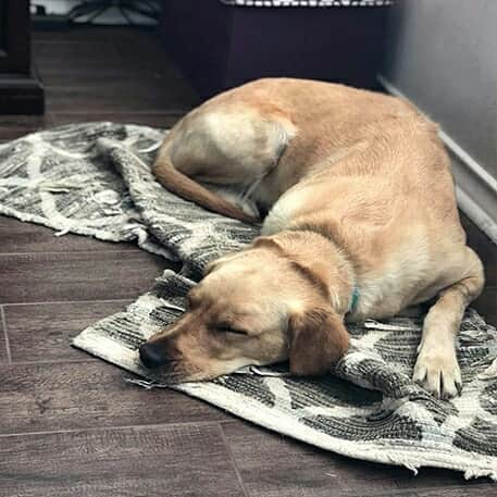 World of Labradors!さんのインスタグラム写真 - (World of Labradors!Instagram)「This is Ellie Abigail! She needs your help with emergency vet care. Lucky Lab Rescue and Adoption saved sweet Ellie Abigail from a tiny south Texas shelter last month. Shortly after, her foster mom noticed she started to decline. They brought Ellie to New Hope Animal Hospital in Cedar Park, near Austin, for immediate care. She was diagnosed with a trifecta of really rough illnesses: the dog flu, a tickborne illness called Babesia, and a strain of canine respiratory disease. Lucky Lab Rescue relies on donations to continue to carry out the life-saving work of dog rescue. Waggle is an amazing organization that vets each campaign and administers the funds directly to the vet working with the pet. Any funds raised in excess of the goal get put towards other pets needing help on the site. Link in bio.」3月6日 9時54分 - worldoflabs