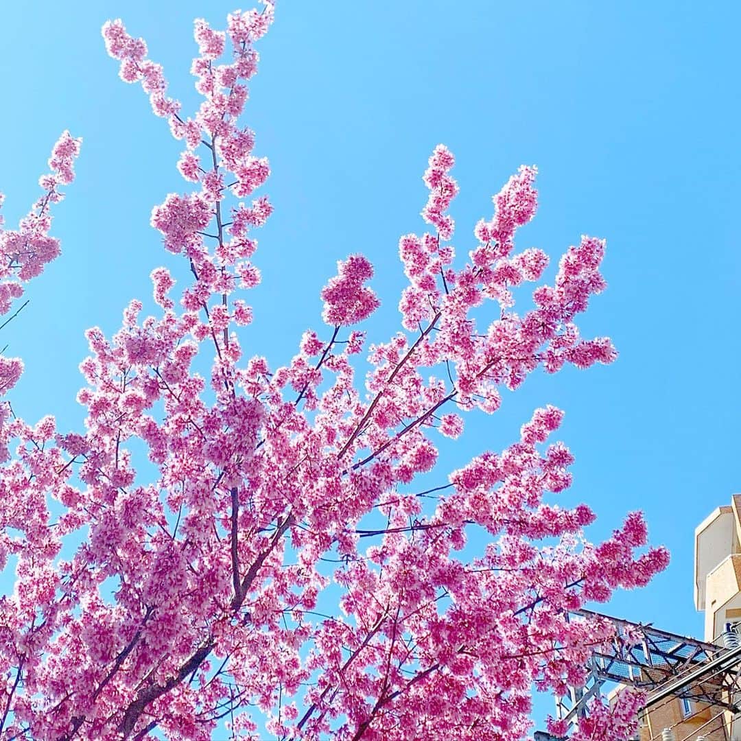 結城さなえさんのインスタグラム写真 - (結城さなえInstagram)「🌸👏🏻 #桜 #空 #快晴 #お仕事いってきます」3月6日 10時26分 - yuukisanae