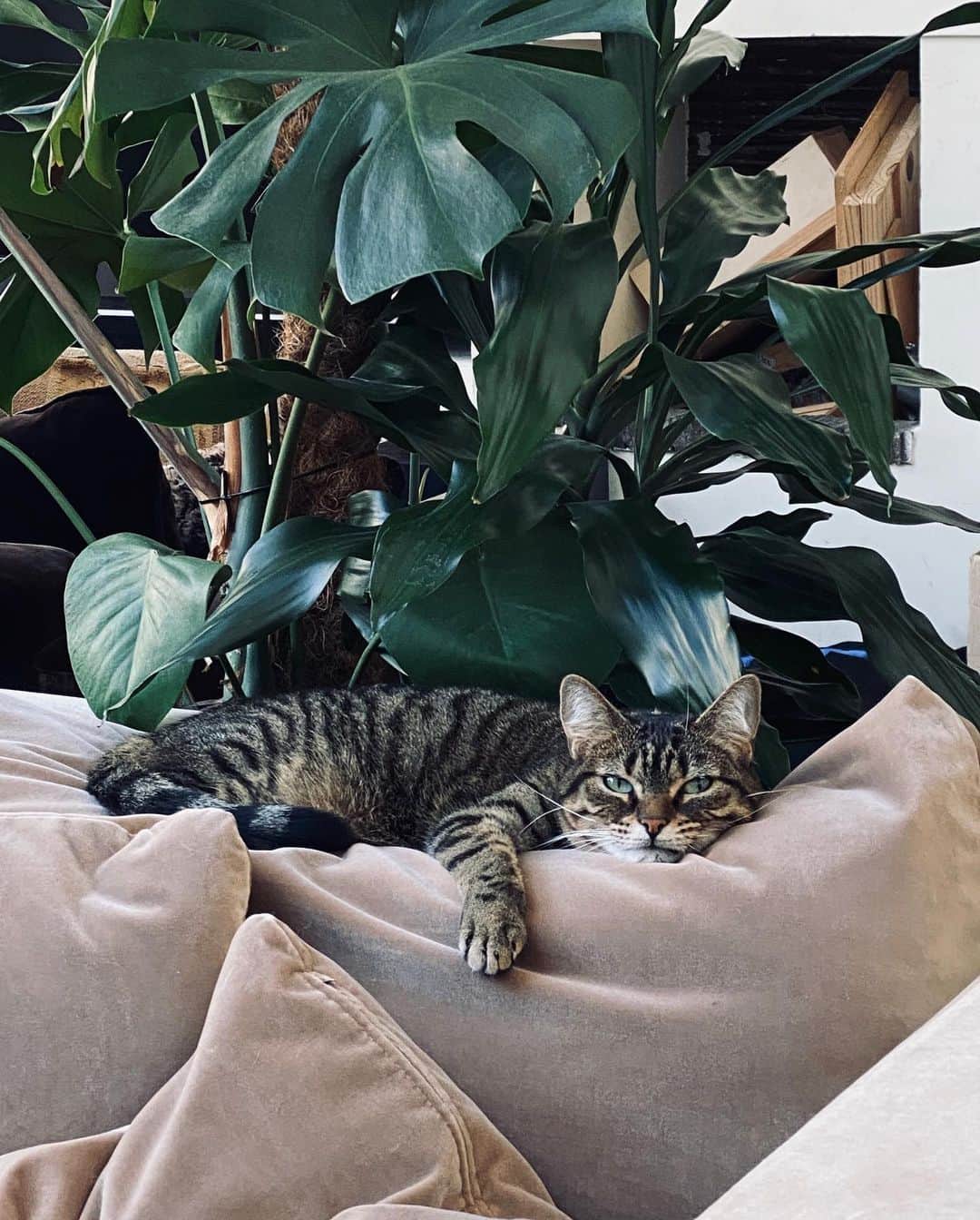 カロリーヌ・ド・メグレのインスタグラム：「Coming home to this lazy ass judging every gesture I make 😬」