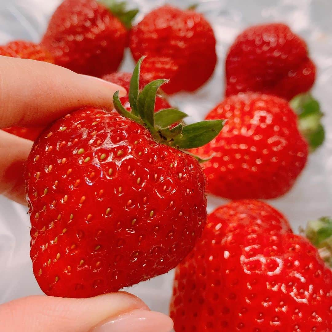 澤野井香里さんのインスタグラム写真 - (澤野井香里Instagram)「最近目覚めた苺🍓の美味しさに気づいて手づかみ食べしてお洋服が真っ赤になってるM💦  2人とも卵🥚✖︎なので、小さめのケーキ🍰にして#あまおう　🍓メインのデザート♡  上と下2本づつの歯🦷でビーバーみたいだけど、最近ほんとパクパク食べてくれるようになった＾＾ Sの時は2歳まで味付けなしや無農薬野菜ものやかなり神経質になってたけど、2人目はお菓子もケーキもなんでも早く食べさせてしまう😂  #2人目あるある  #ks_20✨#👶 #1歳 #娘 #ベビフル #ママリ #コドモノ #関西ママ #京都ママ #女の子ママ #ママライフ #ひなまつり　#節句　#🎎　#ks_dau #ks_dau_2020  #M🍒_﻿」3月6日 6時57分 - kaori_sawanoi