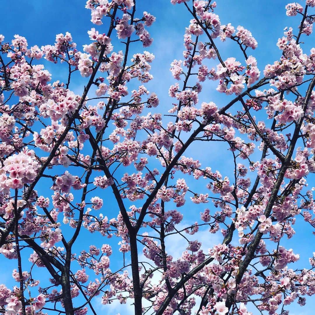 前野えまさんのインスタグラム写真 - (前野えまInstagram)「昨日4日ぶりに外に出てみたら春がやってきていました🌸 ・ ・ #おはようございます #春の風景 #桜 #チューリップ #公園の花 #前野えま  #goodmorning #spring #flower #cherryblossom #tulips #park #follow #followme #instagram #instafollow #instagood #tagsforlikes #tflers #tagsforlikesapp #idol #actor #actress」3月6日 7時44分 - maeno_ema