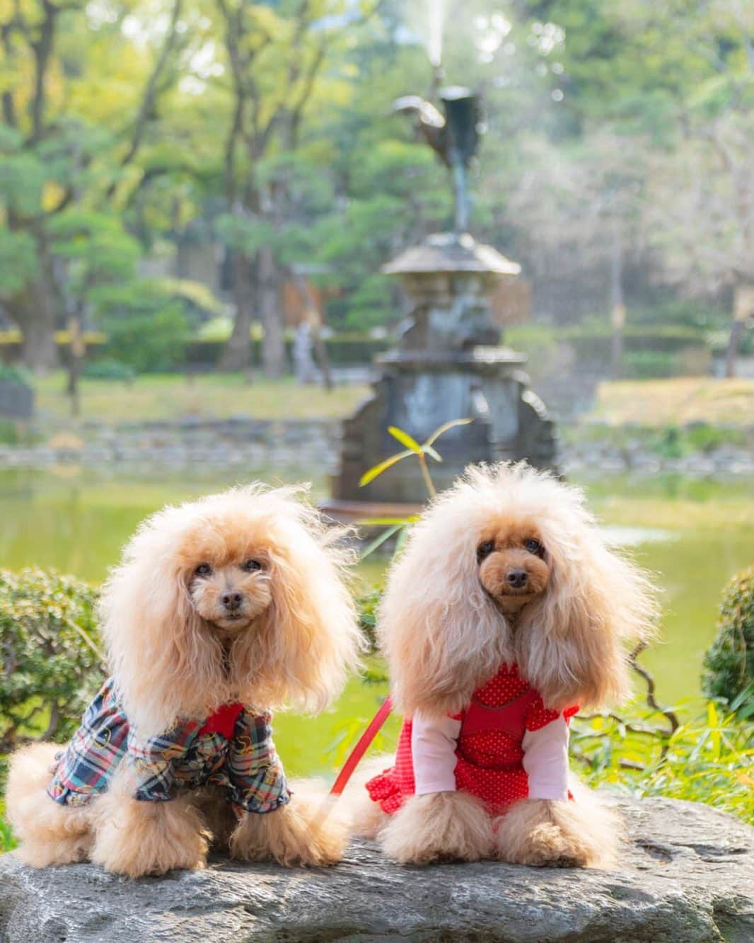 Toypoodle Mikuru?Asakusa Tokyoのインスタグラム：「20200306 Friday. Good morning! Friends 💕 . なめポンと日比谷公園お散歩したよ🌷 . 20200229 Saturday pic. Photography @namecopapa . . . コロナ的なことが身近に感じられます。 朝の満員電車は緩和されつつありますが、 帰宅時のラッシュは以前と変わらず😥 感染するなら電車だろうなぁ😫 . もし私が感染したから？ みくるのお世話はどうなるの？ お散歩もご飯も😱 コロナ感染者のペットなんか どこも誰も預かってくれないだろうなぁ😱 . みきゅるんの為に感染なんてしてられないぜ🤯 マスク(効果あるのか？) 手洗いウガイ、、、あとは何できる？ みくるもだが、私も免疫力アップさせなきゃ😤 . #コロナパンデミック宣言はでたのか？ #満員電車怖い #スライドワークにします」