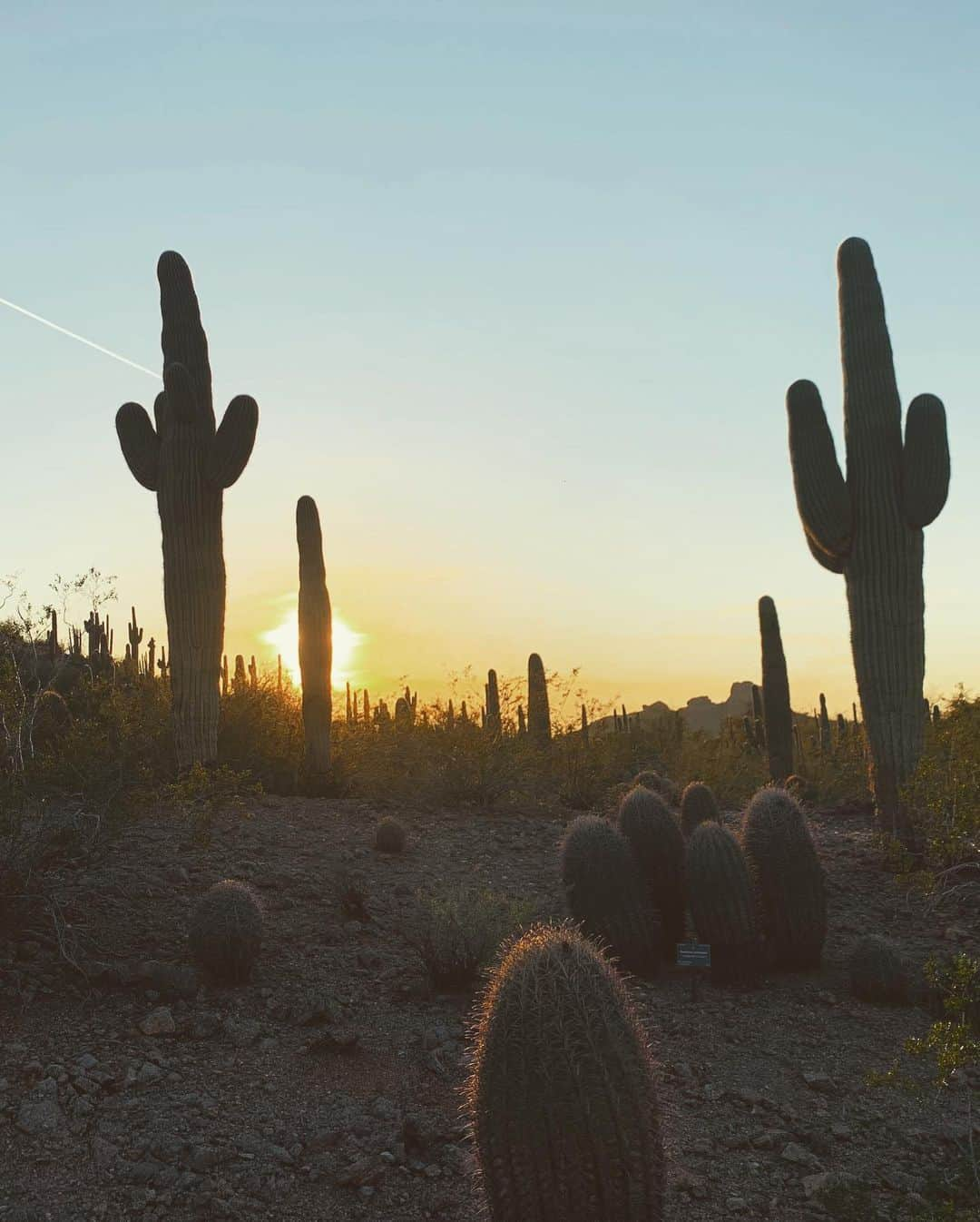 K. レグナルトさんのインスタグラム写真 - (K. レグナルトInstagram)「🌵」3月6日 8時38分 - kyle_regnault