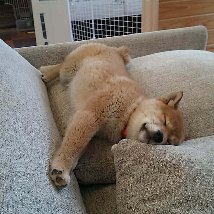 山越享太郎のインスタグラム：「１年半でこんなに大きくなるかー  可愛いなー❤️ #柴犬 #しば #shiba #犬のいる生活 #犬のいる暮らし #寝てる」