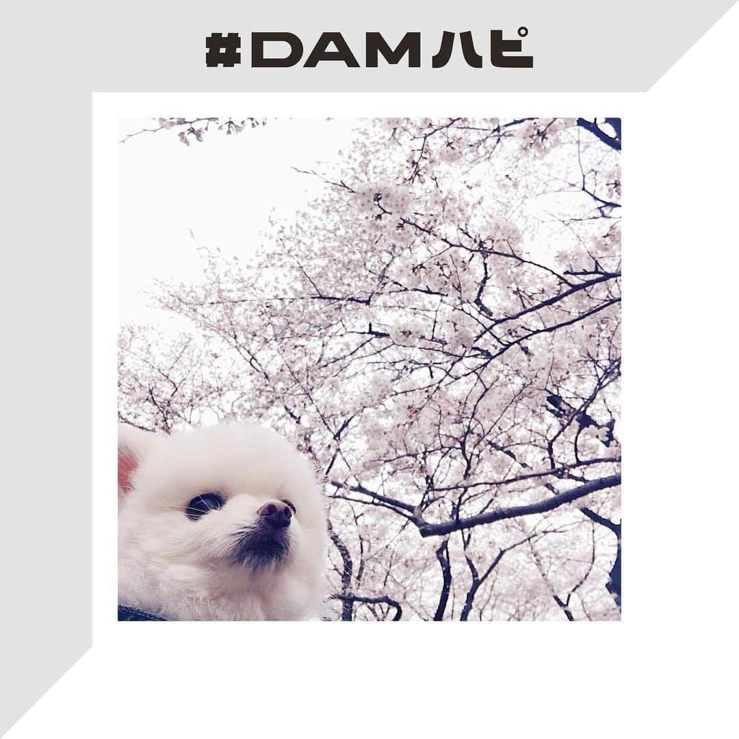 DAMチャンネルさんのインスタグラム写真 - (DAMチャンネルInstagram)「.﻿ ▽DAMハピ新テーマ発表💐△﻿ ﻿ 『#DAMハピ』をつけた投稿をDAM CHANNEL Instagramでご紹介する企画！﻿ 今回から新たなテーマに変わります！﻿ ﻿ 新テーマは「春の写真」🌸﻿ ﻿ 友達や家族とのお写真や、春の綺麗な風景のお写真などなど👀﻿ あなたのとっておきの1枚を『#DAMハピ』をつけて投稿してください！﻿ ﻿ 投稿いただいた中からランダムで、DAM CHANNEL Instagramでリポストいたします✨﻿ ﻿ そしてなんと！﻿ リポストされた方には【Amazonギフト券5,000円分】をプレゼント🎁﻿ 「春の写真」たくさんお待ちしております！﻿ ﻿ ﻿ ■応募期間﻿ 2020年3/6(金)〜3/22(日) 23:59﻿ ﻿ ■応募条件﻿ ❶DAM CHANNELの公式アカウント( @damchannel )をフォロー﻿ ❷規約の書かれた投稿にいいね﻿ ❸ご自身の「春の写真」をハッシュタグ「 #DAMハピ 」をつけてInstagramに投稿﻿ ※通常投稿のみ。上記の3点全ての条件を満たした場合、キャンペーン応募とみなします。﻿ ﻿ ・キャンペーン事務局にて選定した写真、およびご投稿いただいたアカウント名は、編集のうえ、DAM CHANNELアカウントからリポスト、ストーリーズ等として投稿致します。﻿ その際、採用のご連絡はいたしませんのでご了承ください。﻿ ・不適切な写真は応募の対象外とさせて頂きます。﻿ ⇒暴力的・性的・差別的描写あるいは表現のある写真等﻿ ※複数枚ご応募された場合は、1枚選出し、使用させていただきます。﻿ ﻿ ＊注意事項＊﻿ 以下の注意点をよくお読みいただき、同意の上ご応募ください。﻿ 投稿者が本キャンペーンへ参加された場合、すべての応募条件に同意したものとみなします。﻿ ※投稿者が全ての権利を有する写真やコメントのみを投稿してください。﻿ ※投稿された写真やコメントの著作権は、投稿者に帰属いたしますが、投稿者は、当社に対して無償で非独占的に使用する権利(サブライセンスを含む。)を許諾します。投稿者は、当社に対して、著作者人格権の行使をしないものとします。﻿ ※未成年者が写真を投稿する場合は、親権者など法定代理人の同意を得る必要があります。﻿ ※当キャンペーンはInstagram及びFacebook社とは一切関係ありません。﻿ ﻿ ＊免責事項＊﻿ ・当キャンペーンで投稿された写真による著作権・肖像権等の侵害等の責任を、当社は一切負いません。﻿ 投稿者自らが被写体本人の承諾を得る等した上でご応募下さい。万一、第三者との間で何らかの紛争が生じた際は、応募者自身の責任と費用負担によって解決していただきます。﻿ ・当キャンペーンに関する投稿への「いいね」やコメント等を頂いた場合には、お客様がInstagram上で公開されている情報へのアクセスを許諾したものとみなします。﻿ ﻿ ー﻿ ﻿ #DAM #DAMCHANNEL #ダムカラ #DAMハピ ﻿ #DAMプレ #今週のDAMハピ #damstagram　#LIVEDAM_Ai #オッケーDAM #OK_DAM﻿ ﻿ #投稿キャンペーン #プレゼントキャンペーン #プレキャン #インスタグラムキャンペーン #プレゼント企画 #キャンペーン実施中 #カラオケ好き #春 #かぞくじかん #桜 #お出かけ #桜の季節 #友達 #季節の写真 #卒業式 #卒業式」3月6日 19時28分 - damchannel