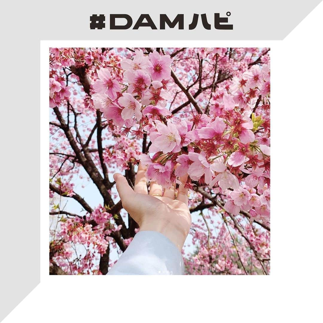 DAMチャンネルさんのインスタグラム写真 - (DAMチャンネルInstagram)「.﻿ ▽DAMハピ新テーマ発表💐△﻿ ﻿ 『#DAMハピ』をつけた投稿をDAM CHANNEL Instagramでご紹介する企画！﻿ 今回から新たなテーマに変わります！﻿ ﻿ 新テーマは「春の写真」🌸﻿ ﻿ 友達や家族とのお写真や、春の綺麗な風景のお写真などなど👀﻿ あなたのとっておきの1枚を『#DAMハピ』をつけて投稿してください！﻿ ﻿ 投稿いただいた中からランダムで、DAM CHANNEL Instagramでリポストいたします✨﻿ ﻿ そしてなんと！﻿ リポストされた方には【Amazonギフト券5,000円分】をプレゼント🎁﻿ 「春の写真」たくさんお待ちしております！﻿ ﻿ ﻿ ■応募期間﻿ 2020年3/6(金)〜3/22(日) 23:59﻿ ﻿ ■応募条件﻿ ❶DAM CHANNELの公式アカウント( @damchannel )をフォロー﻿ ❷規約の書かれた投稿にいいね﻿ ❸ご自身の「春の写真」をハッシュタグ「 #DAMハピ 」をつけてInstagramに投稿﻿ ※通常投稿のみ。上記の3点全ての条件を満たした場合、キャンペーン応募とみなします。﻿ ﻿ ・キャンペーン事務局にて選定した写真、およびご投稿いただいたアカウント名は、編集のうえ、DAM CHANNELアカウントからリポスト、ストーリーズ等として投稿致します。﻿ その際、採用のご連絡はいたしませんのでご了承ください。﻿ ・不適切な写真は応募の対象外とさせて頂きます。﻿ ⇒暴力的・性的・差別的描写あるいは表現のある写真等﻿ ※複数枚ご応募された場合は、1枚選出し、使用させていただきます。﻿ ﻿ ＊注意事項＊﻿ 以下の注意点をよくお読みいただき、同意の上ご応募ください。﻿ 投稿者が本キャンペーンへ参加された場合、すべての応募条件に同意したものとみなします。﻿ ※投稿者が全ての権利を有する写真やコメントのみを投稿してください。﻿ ※投稿された写真やコメントの著作権は、投稿者に帰属いたしますが、投稿者は、当社に対して無償で非独占的に使用する権利(サブライセンスを含む。)を許諾します。投稿者は、当社に対して、著作者人格権の行使をしないものとします。﻿ ※未成年者が写真を投稿する場合は、親権者など法定代理人の同意を得る必要があります。﻿ ※当キャンペーンはInstagram及びFacebook社とは一切関係ありません。﻿ ﻿ ＊免責事項＊﻿ ・当キャンペーンで投稿された写真による著作権・肖像権等の侵害等の責任を、当社は一切負いません。﻿ 投稿者自らが被写体本人の承諾を得る等した上でご応募下さい。万一、第三者との間で何らかの紛争が生じた際は、応募者自身の責任と費用負担によって解決していただきます。﻿ ・当キャンペーンに関する投稿への「いいね」やコメント等を頂いた場合には、お客様がInstagram上で公開されている情報へのアクセスを許諾したものとみなします。﻿ ﻿ ー﻿ ﻿ #DAM #DAMCHANNEL #ダムカラ #DAMハピ ﻿ #DAMプレ #今週のDAMハピ #damstagram　#LIVEDAM_Ai #オッケーDAM #OK_DAM﻿ ﻿ #投稿キャンペーン #プレゼントキャンペーン #プレキャン #インスタグラムキャンペーン #プレゼント企画 #キャンペーン実施中 #カラオケ好き #春 #かぞくじかん #桜 #お出かけ #桜の季節 #友達 #季節の写真 #卒業式 #卒業式」3月6日 19時28分 - damchannel