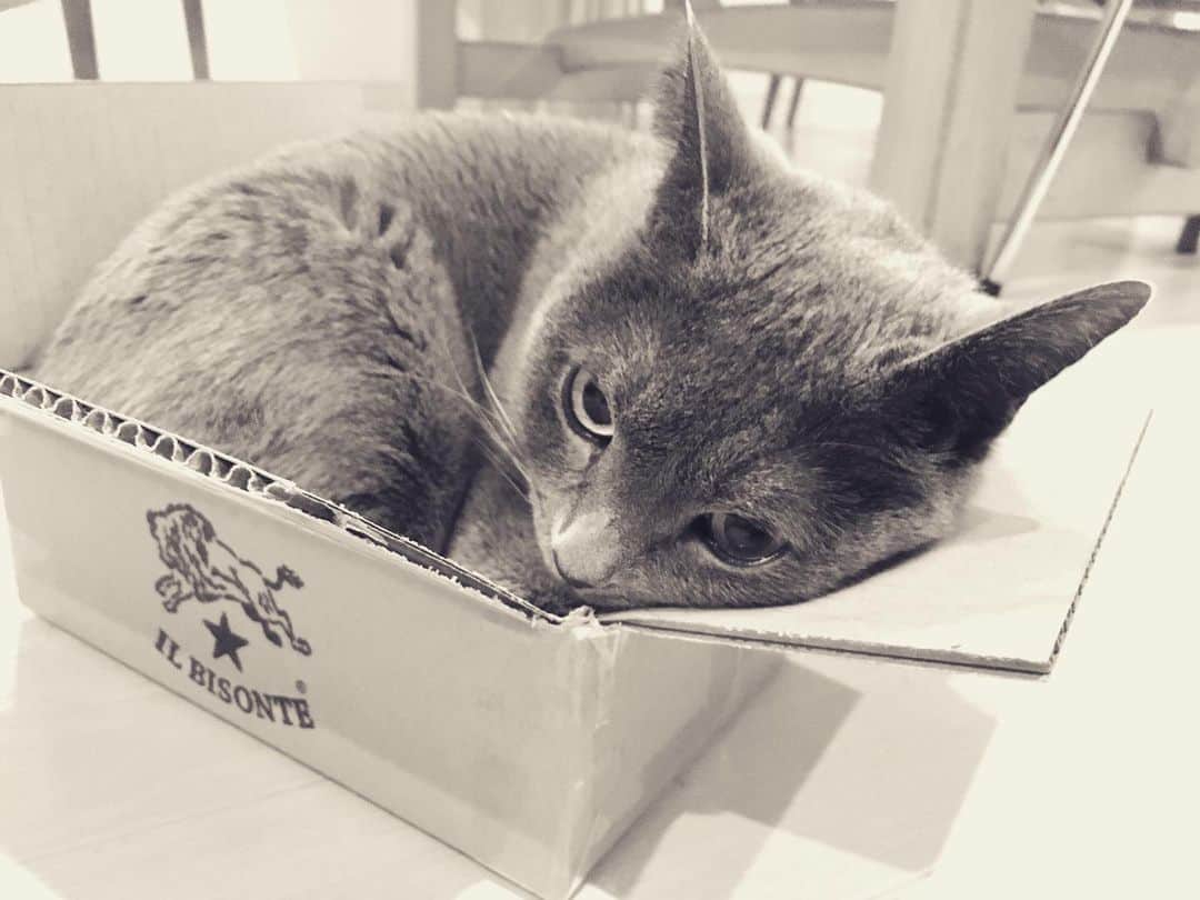 ミーちゃんさんのインスタグラム写真 - (ミーちゃんInstagram)「箱小さくないですか？  #cat #猫 #catsofinstagram #catstagram #neko #グレ猫倶楽部 #russianblue」3月6日 20時03分 - goemon16