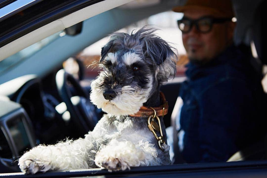 田中知之さんのインスタグラム写真 - (田中知之Instagram)「天気が良いからドライブ行きたいなぁ。  #ropeo #schnauzer」3月6日 11時25分 - tomoyukitanaka