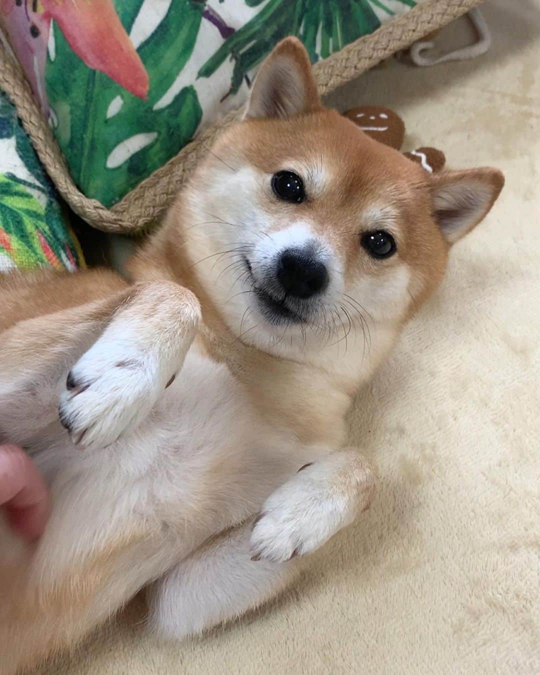 豆柴 サニーちゃんさんのインスタグラム写真 - (豆柴 サニーちゃんInstagram)「. . Good morning〜おはわん〜🐻💓👩🏻 . なでなでして欲しい、サニちゃん🐻🐾 . かわいいな〜💓 . . #ツンデレ #柴犬はツンデレさん #撫でて撫でてー #お化け手👻 #お手手がかわいい💕 . #柴犬#豆柴 #赤柴#豆柴子犬 #まめしば#いぬのきもち#ふわもこ部 #サンデイ#サンデイいぬ組#anicas#shiba_snap #shibainu#shiba#mameshiba#shibastagram #mameshibapuppy#shibapuppy #豆柴サニーちゃん#豆柴ラムちゃん#さにらむたん #さにらむ2020」3月6日 11時50分 - sunny_rei_32