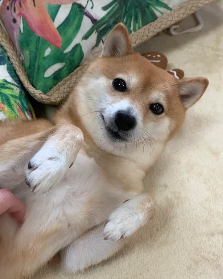 豆柴 サニーちゃんのインスタグラム