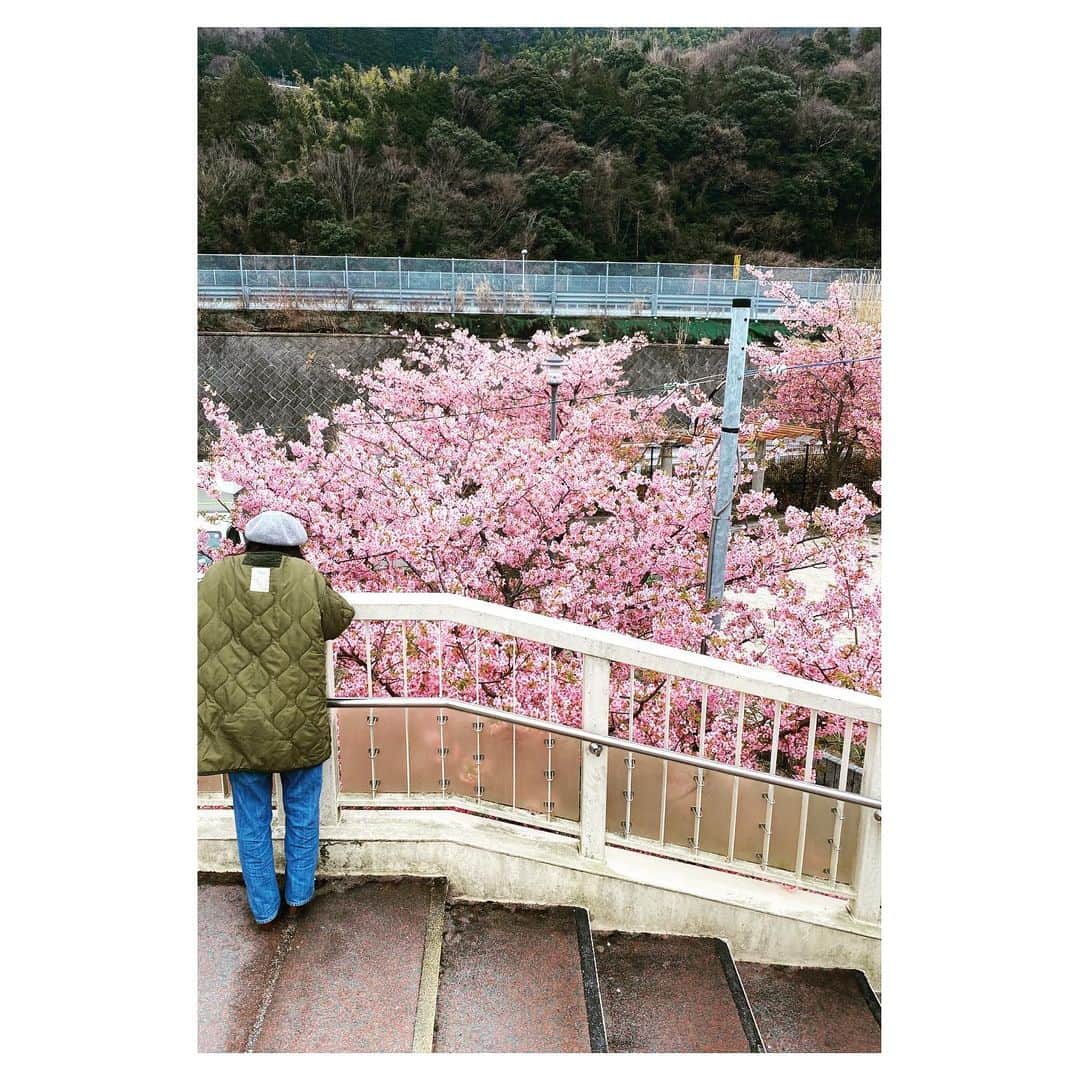 Caravanのインスタグラム：「2020.03.06  そして花は咲く。  なんだか、ほっとする。」