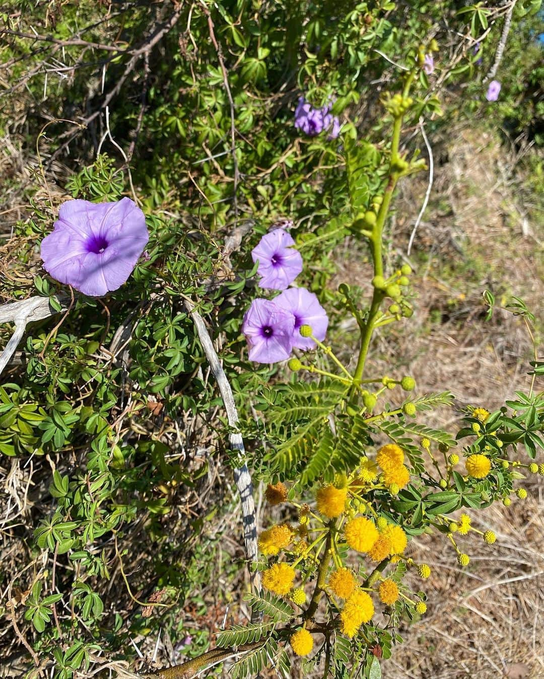 MIKAさんのインスタグラム写真 - (MIKAInstagram)「アフリカの乾燥する山でも力強く咲いてた花たち🌼🌼」3月6日 12時05分 - cjd_mika