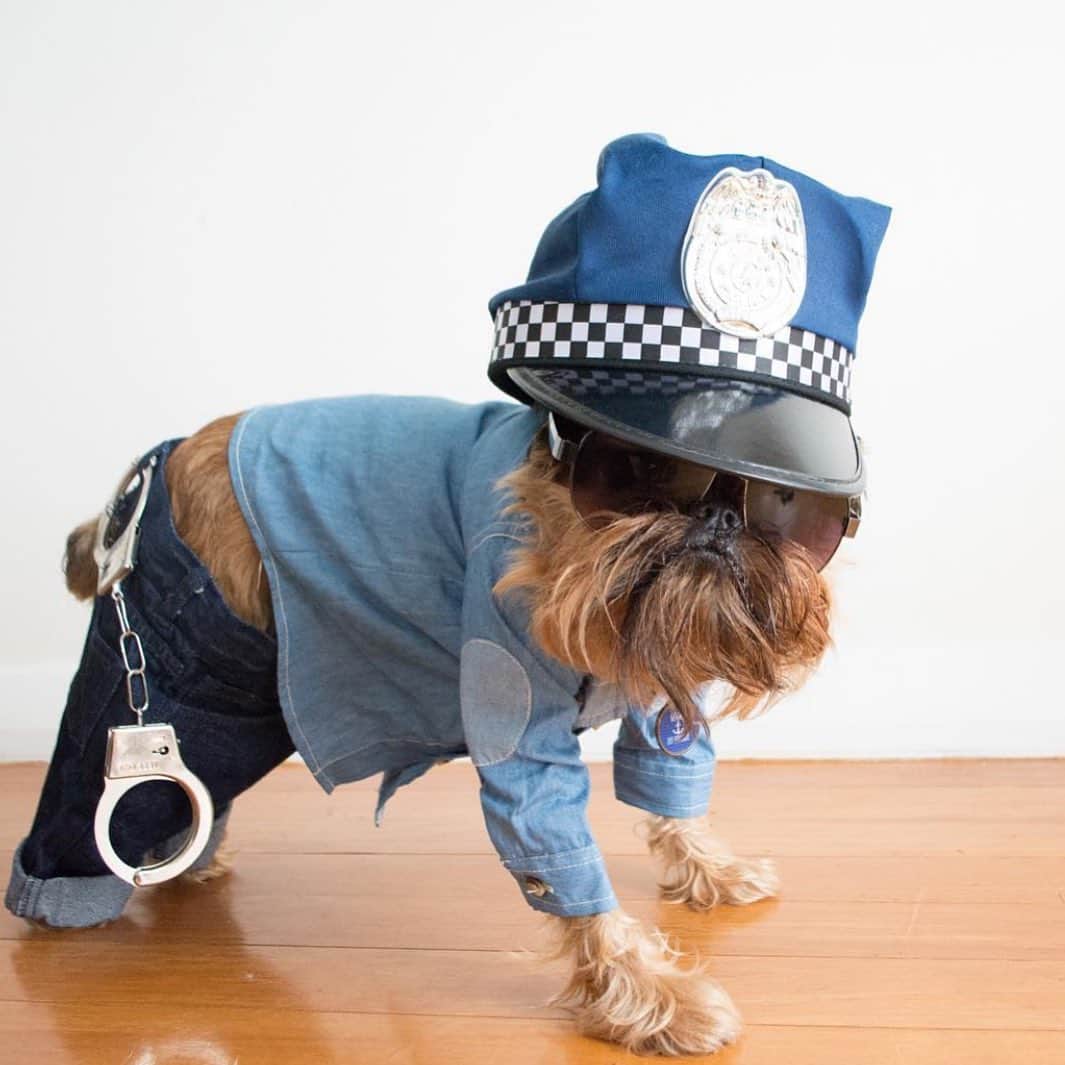Digby & Aloのインスタグラム：「#throwback to that time Digby applied to join the @newzealandpolice but they said he was under qualified 😒」