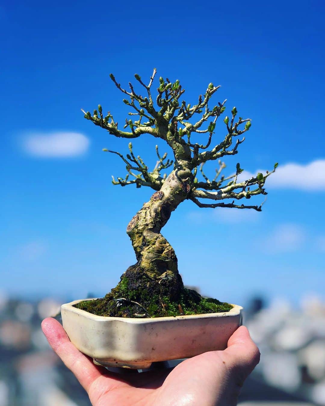 金成公信のインスタグラム：「イボタ。芽が吹いてきましたね。お久しぶりです。#イボタ #盆栽 #bonsai #bonsaijapan #japanesebonsai #wabisabi #bonsailovers #bonsailife #bonsaitree #bonsaiart #bonsaigram #bonsaiworld #plants #tree #greenlife #greenlifestyle #苔 #moss」