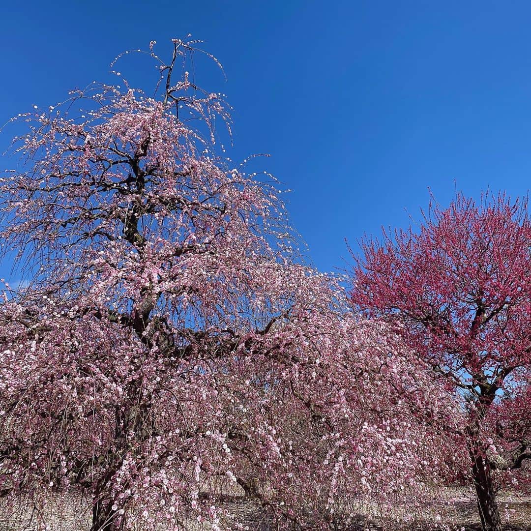 柴田美奈さんのインスタグラム写真 - (柴田美奈Instagram)「青空と、しだれ梅(*´˘`*)﻿ ﻿ #鈴鹿の森庭園 ﻿ #しだれ梅」3月6日 12時02分 - mina__shibata