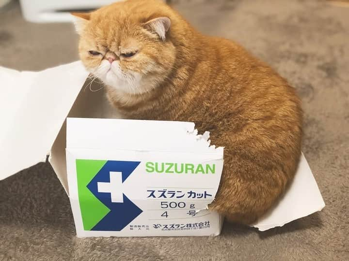 PECOねこ部のインスタグラム