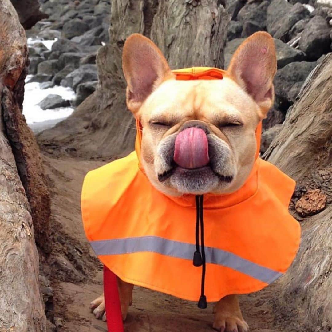 Hamlinさんのインスタグラム写真 - (HamlinInstagram)「#tbt to my prime road cone days when I was just a wee spud dressed in my favorite color...thermoplastic orange. 🚧 .......... #roadcone #roadtrip #pacificnorthwest」3月6日 12時52分 - hamlin_the_frenchie