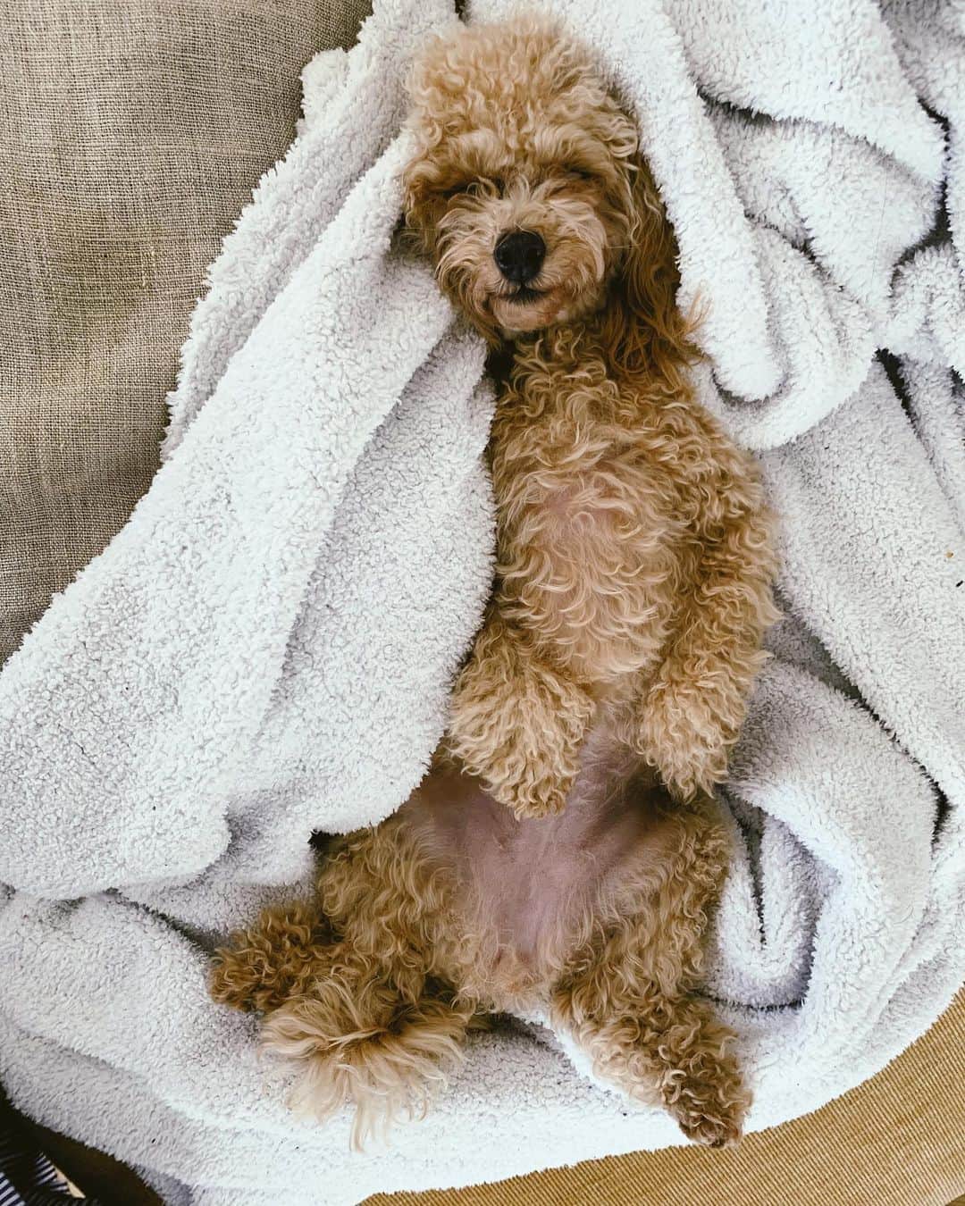 村上沙織さんのインスタグラム写真 - (村上沙織Instagram)「sleepy dog.  アポロちゃん、今日は朝からドッグランに行ったのでもうお疲れモードでした！アポロのこの寝方が可愛くて大好き。  #愛犬アポロ#トイプードル#ティーカッププードル」3月6日 13時24分 - rosysaorimonster
