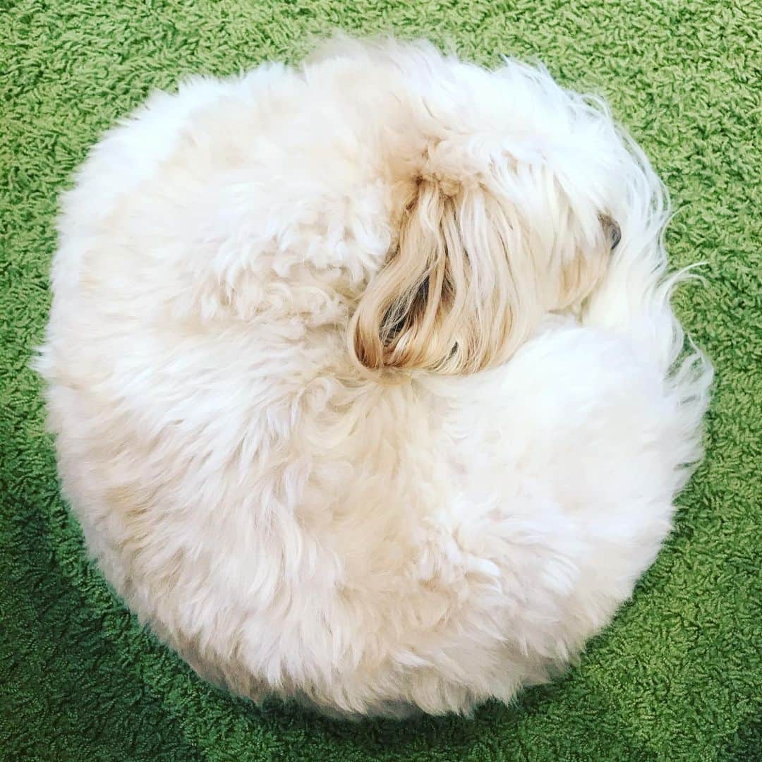 北山陽一のインスタグラム：「いちまうまう #きたやまおもち」