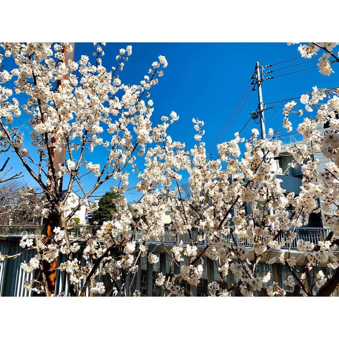 HRK（ハル）さんのインスタグラム写真 - (HRK（ハル）Instagram)「ピリピリしてる空気を感じて息苦しい日が続いてるけど、それでも綺麗な物は綺麗✨  #桜 #cherryblossom  #HARU #大堀治樹 #dance #vocal #live #love #Japan #followme」3月6日 14時27分 - hrkharu