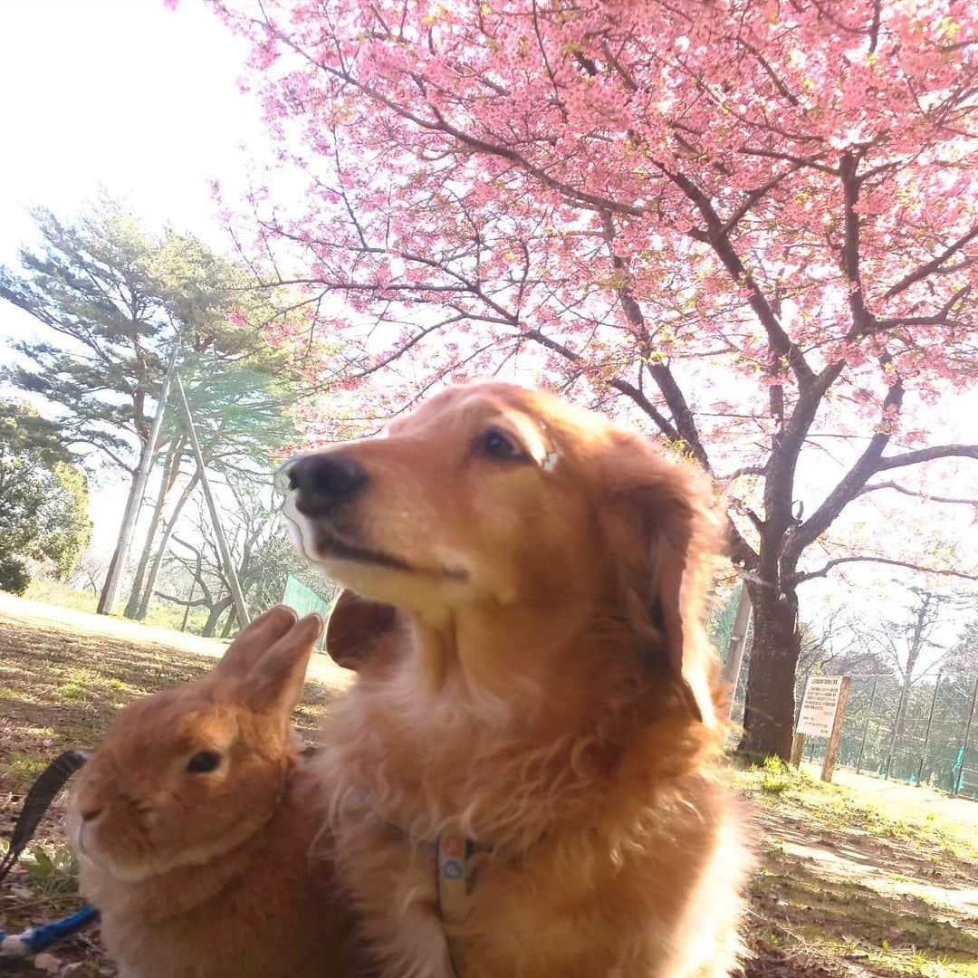 Chieko Shibutaさんのインスタグラム写真 - (Chieko ShibutaInstagram)「たろー🐶&うじゃこ🐰地方☀️ あさんぽ🌸 誰もいない公園 🐶🌸🐰🌸👩　お花見🌸🍡 💕✨🐶🍀🐰✨💕 💕 #わんこの散歩 #dachshund #dachshunds #dachshundlove #dog #dogs #doglove #instadog #instagram #instagood #pet #pets #petsagram #cute #cutepe #cutepet #cutedog #cuteanimals #likes #smile #rabbit #ラビット #ミニュチュア #ミニュチュアダックス  #ミニュチュアダックスフント #うさぎ部 #うさぎ #ダックス #ダックスフンドロングヘアー#犬とうさぎ」3月6日 14時34分 - chieko.81