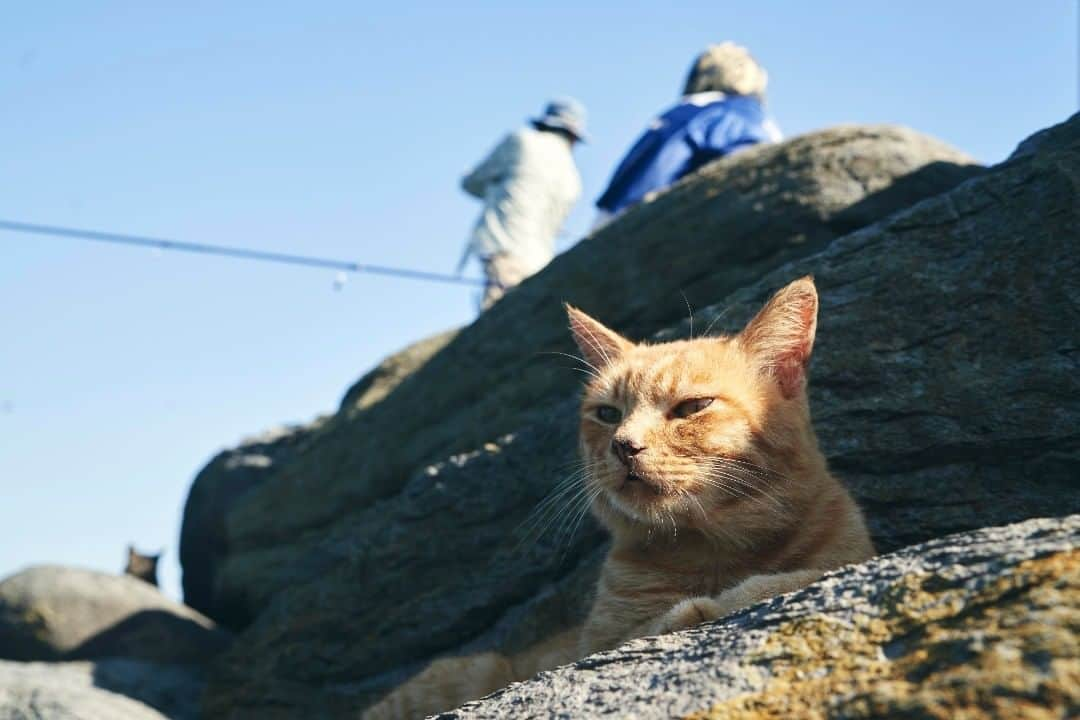 Birthplace of TONKOTSU Ramen "Birthplace of Tonkotsu ramen" Fukuoka, JAPANさんのインスタグラム写真 - (Birthplace of TONKOTSU Ramen "Birthplace of Tonkotsu ramen" Fukuoka, JAPANInstagram)「We know no one can ever get enough of cats, that's why Ainoshima, a.k.a "the Cat Island" is back today! The good news is that if you prefer a cat�-kingdom where over 100 adorable felines roam around, Ainoshima, a small port village in Fukuoka would be your dream location. Though the small island is only around 5km to walk around, be sure to allow yourself enough time to meet and greet the fur balls. It's said that some true cat lovers could even spend up to several hours! Look no further but Ainoshima if you are in search of a new level of cuteness in the wild. ©Fukuoka Prefecture Tourist Association  #fukuoka_tonkotsu #ilovefukuoka #fukuokalover #fukuoka #fukuokapics #ainoshima #catstagram #catstagram_japan #cats_of_instagram #fukuoka_funtravel」3月6日 14時46分 - goodvibes_fukuoka