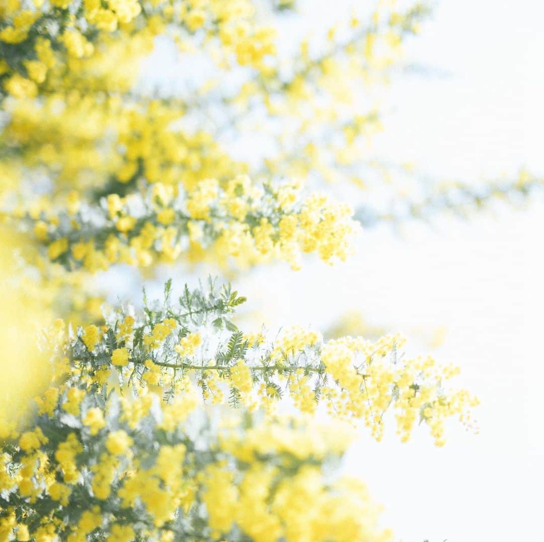 sorayuchiのインスタグラム：「・ 花粉症が悪化してきて、ミモザを見ると花粉にしか見えない症状が🤧 去年から花粉症になったんですが、ミモザも花粉症の人にキツイのかな🤔」