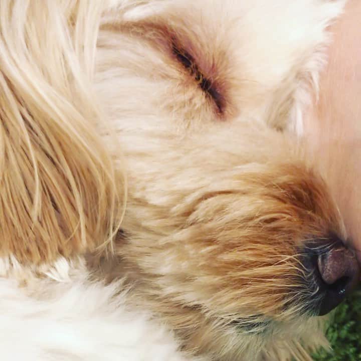 北山陽一のインスタグラム：「ねいき（両かかとを枕に） #きたやまおもち」