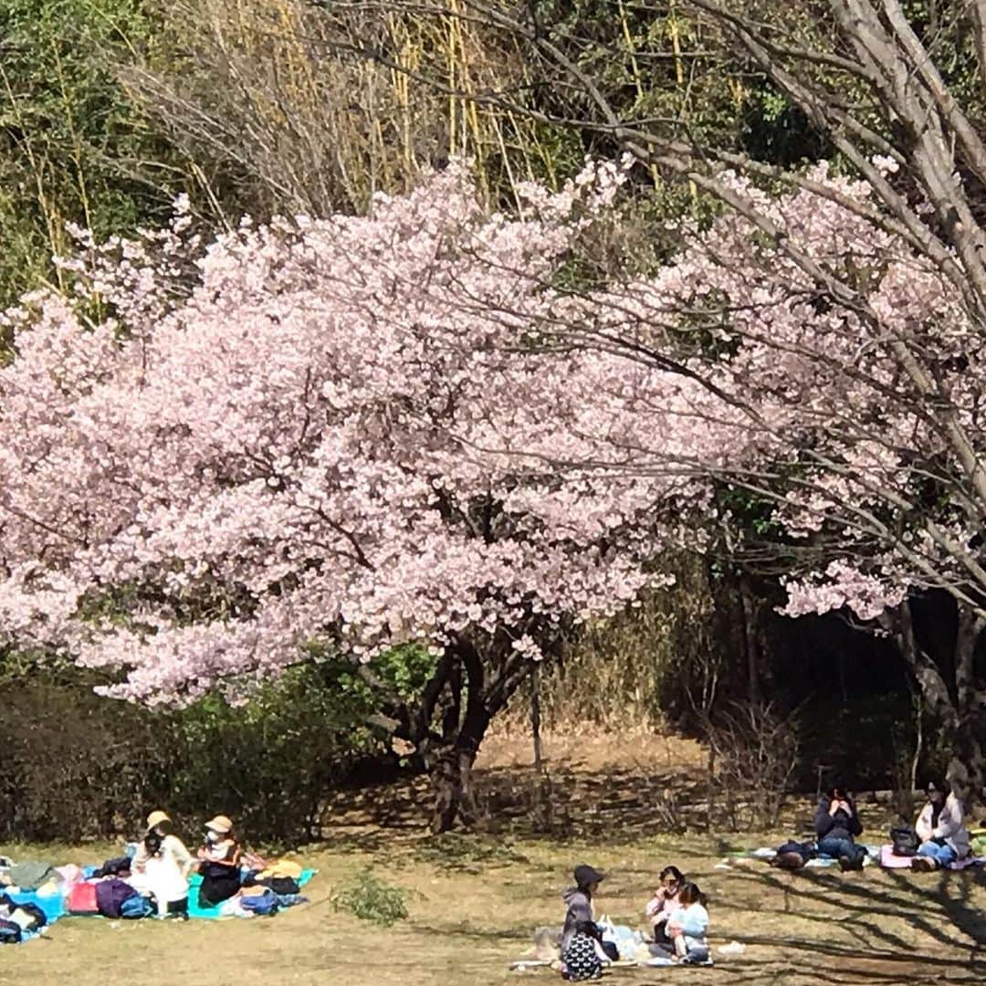小川知子さんのインスタグラム写真 - (小川知子Instagram)「#桜#お花見#春#マスク  春日和〜🌸 外出を控えるのは子供も大人も限界ですよねー。 桜の下で楽しそうな親子連れを見るとホッとします。  私は毎日散歩してますー。  あまり神経質になるのもどうかなと思います。 手洗いうがいをキチンとして、元気にしています〜。 お花に癒されますね😊🌸🌸」3月6日 16時52分 - tomoko_ogawa_