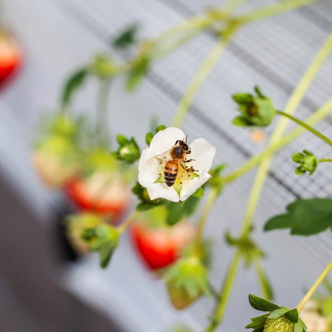 九州電力さんのインスタグラム写真 - (九州電力Instagram)「今が食べごろ🎶赤くぷっくりとしたイチゴ🍓 . イチゴのあまーい香りに引き寄せられるのはミツバチも大人も子供も一緒のようです🐝 . 実はこのイチゴは、九州電力の『上寺いちご園』で栽培されたものなんです💡 九州電力では、植物工場研究の一環で、スマート農業にも取り組んでいるんですよ☝✨ . 📍上寺いちご園 . . #九州電力 #kyuden #九電 #九州の灯り #九州ぐらむ #広がり同盟 #九州旅行 #九州 #九州愛 #kyushu #ふくおか #fukuoka #strawberry #strawberrygarden #上寺いちご園 #スマート農業 #朝倉市 #道の駅 #直売会 #いちご #いちご園 #いちご好き #いちご大好き #イチゴ #ミツバチ #みつばち #さがほのか #恋みのり #よつぼし #紅ほっぺ」3月6日 17時00分 - kyuden_official