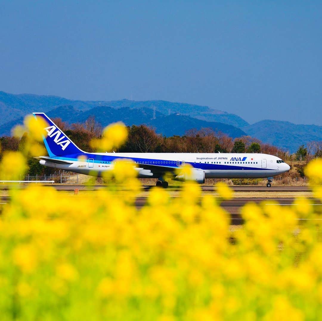 ANAのインスタグラム：「春の花咲く滑走路🛫 ﻿ #高松空港 #春の訪れ #菜の花 #花言葉 #明るさ #滑走路 #飛行機 #機影 #b767 #春休み #旅の計画 #旅行好きな人と繋がりたい #旅 #飛行機好き #飛行機好きな人と繋がりたい #ソラマニ_ヒコーキ #黄色 #canola #yellowflowers #boeing #runway #airplane #anaairplane #japantrip #travel #spring #ana_jp﻿ ﻿ ANAの飛行機は「#ソラマニ_ヒコーキ 」をつけて投稿してね🌼インスタや各メディアでご紹介していきます🍀」