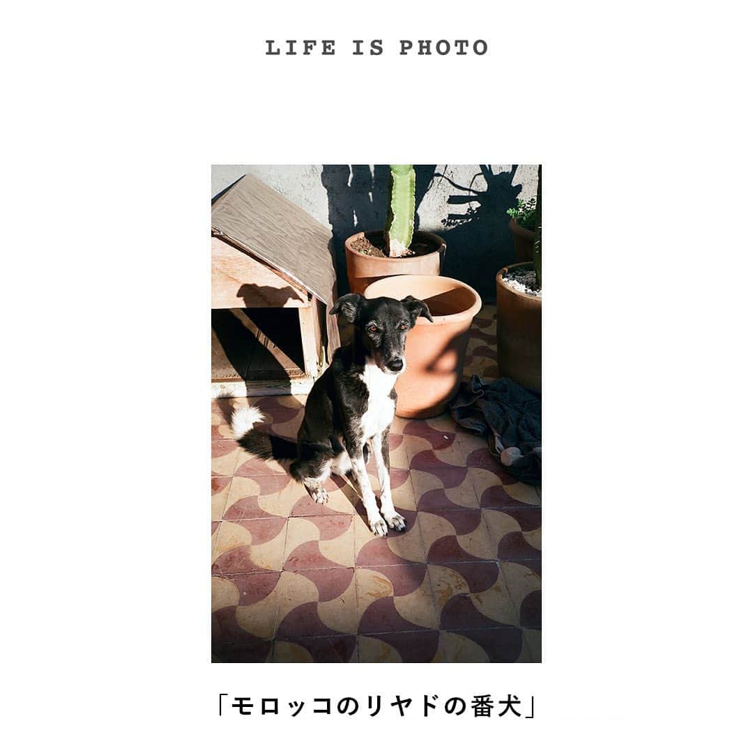 RE住むRENOVATIONさんのインスタグラム写真 - (RE住むRENOVATIONInstagram)「《 LIFE IS PHOTO 》﻿ -フォトグラファーが見た風景-﻿ ﻿ フォトグラファーが私生活で撮影した、日常の写真を紹介する“LIFE IS PHOTO“。﻿ Vol.8では前回に引き続き、モデルとしても活躍するlukaさん（@tokyodays_luka）の写真フォルダを覗いた。 今回は、チャーミングな犬を収めた2枚をご紹介。﻿ ﻿ ................﻿ ﻿ 〈 1枚目 〉﻿ 「ニューメキシコの友人宅にて」﻿ ﻿ 〈 2枚目 〉﻿ 「モロッコのリヤドの番犬」﻿ ﻿ ﻿ 「動物は動くので、フラッシュで撮ることが多いです」と、lukaさん。世界共通で可愛がられている動物、出会うと写真に収めたくなりますよね。うまく撮れたら、その場の空気も感じられる思い出の一枚に。﻿ ﻿ ﻿ ........................﻿ ﻿ WEBサイトでも記事公開中！﻿ （トップのURLよりご覧ください♫）﻿ @dolive.media﻿ ﻿ ﻿ #dolivemedia﻿ #dolive﻿ #暮らしをカジュアルに楽しむメディア﻿ #LIFEISPHOTO﻿ ﻿ #写真が好き #風景写真 #風景画像 #ファインダー越の風景 #ファインダー越しの私の世界 #写真好きな人と繋がりたい #フォトグラファー #フォトジェニック #フォト」3月6日 17時33分 - dolive.media