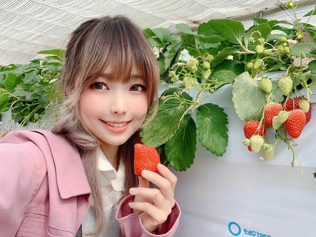 Elyさんのインスタグラム写真 - (ElyInstagram)「Strawberry 🍓 Paradise  Eちご狩りしました！🍓美味しかった｡( ´͈ ᗨ `͈ )◞♡⃛ 巨大草莓吃到飽，草莓天堂！  #elycosplay #dailyely #elydaily #blessed #いちご狩り #strawberry」3月6日 17時47分 - eeelyeee