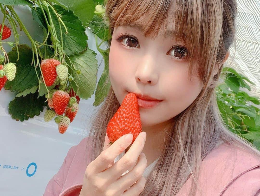 Elyさんのインスタグラム写真 - (ElyInstagram)「Strawberry 🍓 Paradise  Eちご狩りしました！🍓美味しかった｡( ´͈ ᗨ `͈ )◞♡⃛ 巨大草莓吃到飽，草莓天堂！  #elycosplay #dailyely #elydaily #blessed #いちご狩り #strawberry」3月6日 17時47分 - eeelyeee