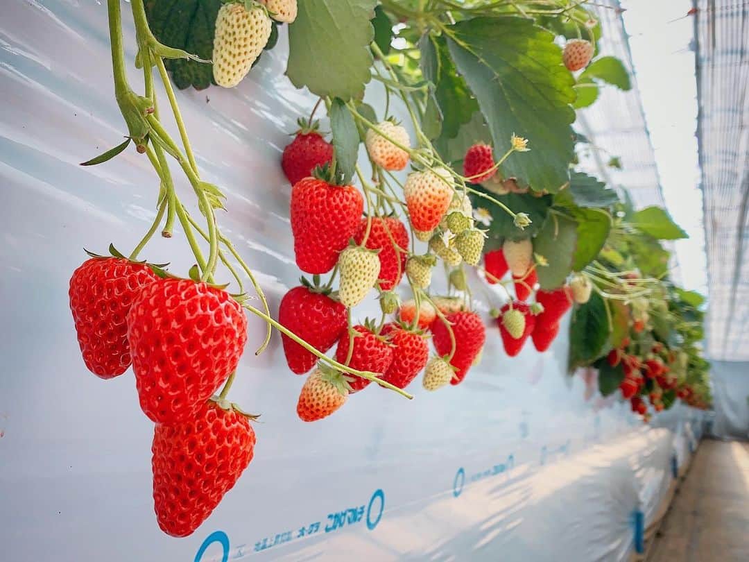 Elyさんのインスタグラム写真 - (ElyInstagram)「Strawberry 🍓 Paradise  Eちご狩りしました！🍓美味しかった｡( ´͈ ᗨ `͈ )◞♡⃛ 巨大草莓吃到飽，草莓天堂！  #elycosplay #dailyely #elydaily #blessed #いちご狩り #strawberry」3月6日 17時47分 - eeelyeee