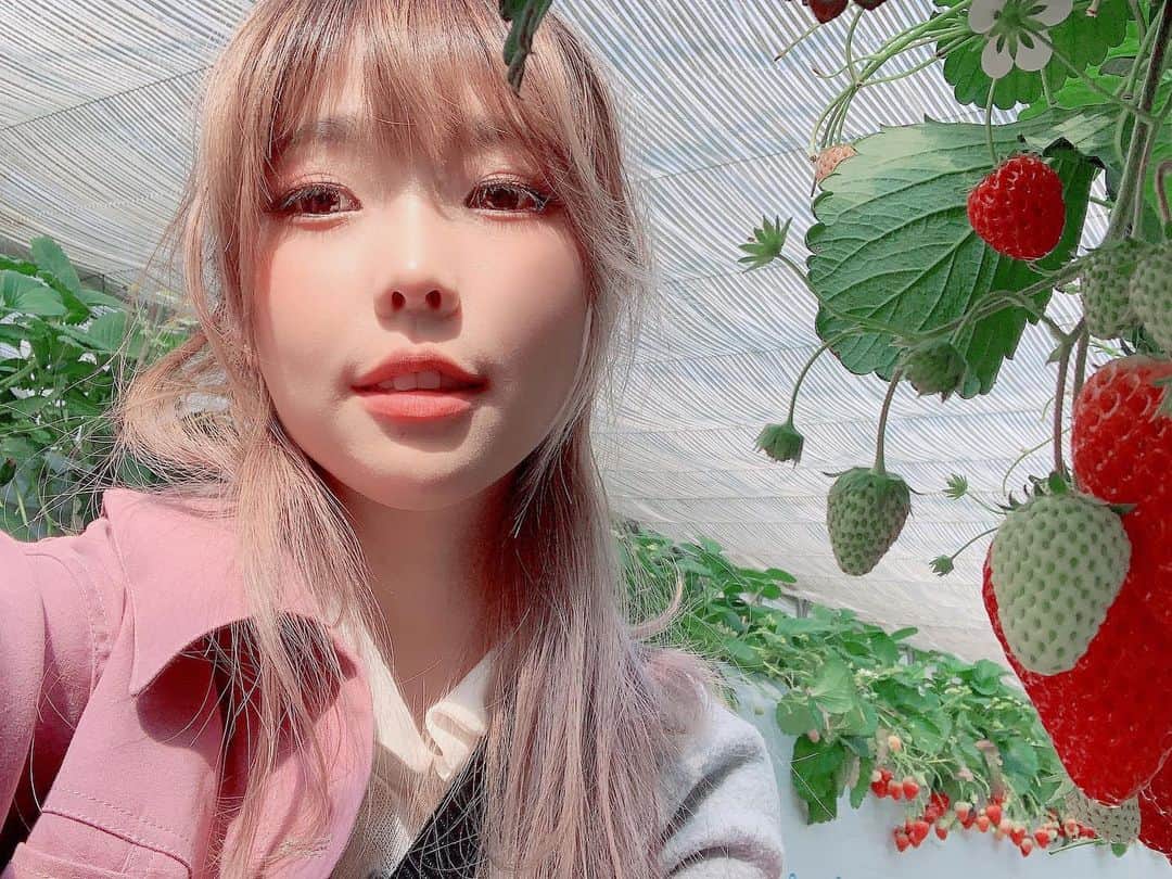 Elyさんのインスタグラム写真 - (ElyInstagram)「Strawberry 🍓 Paradise  Eちご狩りしました！🍓美味しかった｡( ´͈ ᗨ `͈ )◞♡⃛ 巨大草莓吃到飽，草莓天堂！  #elycosplay #dailyely #elydaily #blessed #いちご狩り #strawberry」3月6日 17時47分 - eeelyeee