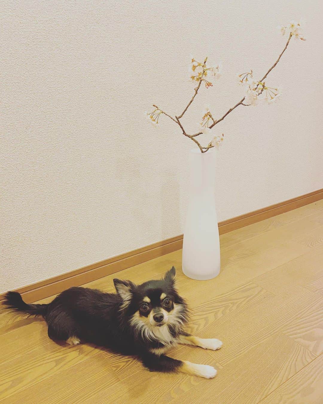 のインスタグラム：「訓練から帰ってきたボンゴくん。 気持ちよく晴れた今日はお散歩へ🚶‍♀️ ・ ・ ・ お庭の桜を剪定していた庭師の方が、落とした枝の桜をわけてくださいました☺️ ・ ・ ・ 花粉症は辛いけど、家の中に春を感じて幸せな気持ちになります🌸 ・ ・ ・  #味岡ちえり #桜 #お花のある暮らし  #お花好きな人と繋がりたい  #chihuahua  #dogstagram  #犬がいる暮らし #犬がいないと生きていけない  #多頭飼い #bongo #ブラックタンホワイト #ロングコート #チワワ」