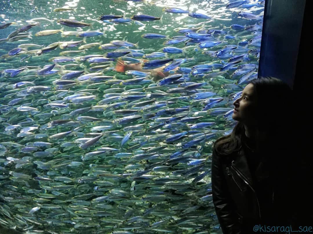 如月さえさんのインスタグラム写真 - (如月さえInstagram)「* 今週もお疲れさまでした。 先日、久しぶりに 水族館へ行ってきました🐟.·゜ * クラゲも鰯の大群も ずっと見ていられるくらい 綺麗でした。 * どうぞ、癒されてください。 #instagramjapan #Instaview #beautifulview #photo_jpn #unknownjapan #bestphoto_japan #aquarium #japanview #japantrip #水族館 #癒しの時間 #幻想的 *」3月6日 21時38分 - kisaragi_sae