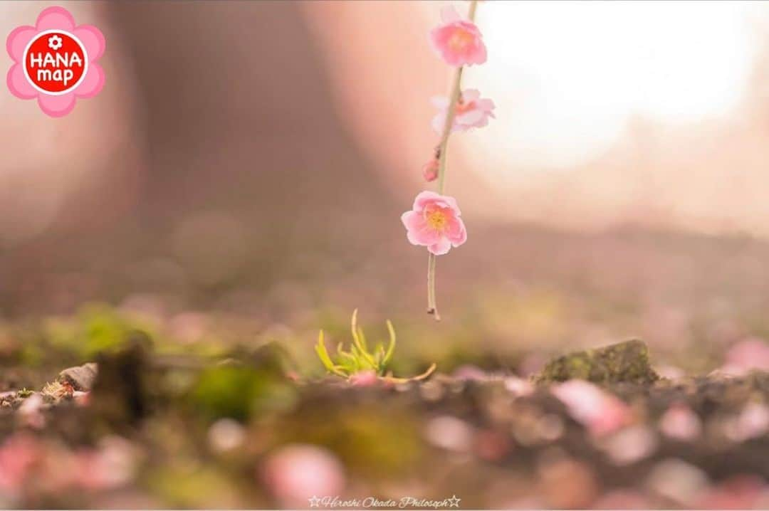 はなまっぷ❁日本の花風景のインスタグラム