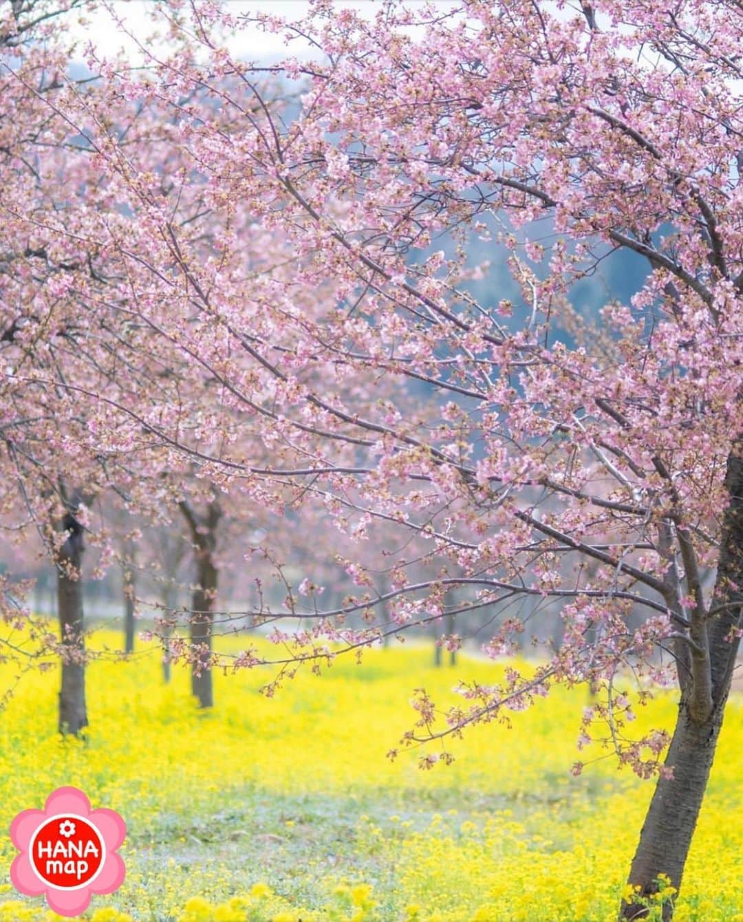 はなまっぷ❁日本の花風景さんのインスタグラム写真 - (はなまっぷ❁日本の花風景Instagram)「🌸はなまっぷ🌸 * @latte.ch さんの  花のある風景に花まるを💮 * 菜の花の絨毯に包まれて心地よさげな河津桜をありがとうございます😊🌸 * 石川　#金沢市 Kanazawa, Ishikawa Pref. * 🌼カワヅザクラの花言葉📝🌼 想いを託します * 見頃を過ぎている場所もご紹介しています。お出かけの際はHP等で最新の情報をご確認くださいね🙏🌸 * 🌸•••🌸•••🌸•••🌸•••🌸•••🌸 * いつも素敵なお花をありがとうございます😊 日本の花のある風景にタグ付けしてください🌸 お花があれば何でもOKです💓 * #はなまっぷ * #日本の美しい花風景#花のある風景#花#花言葉#風景#河津桜#カワヅザクラ#菜の花」3月6日 22時06分 - hanamap