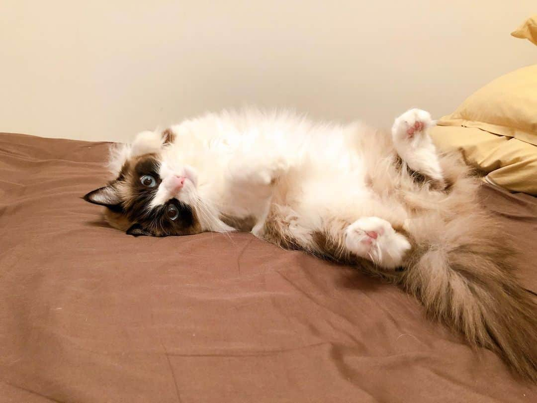 Natsukiのインスタグラム：「朝起きるとクラムがダッシュしてきて、ベッドでころんころん(*ΦωΦ*) #cat  #ragdoll  #ねこのいる暮らし」