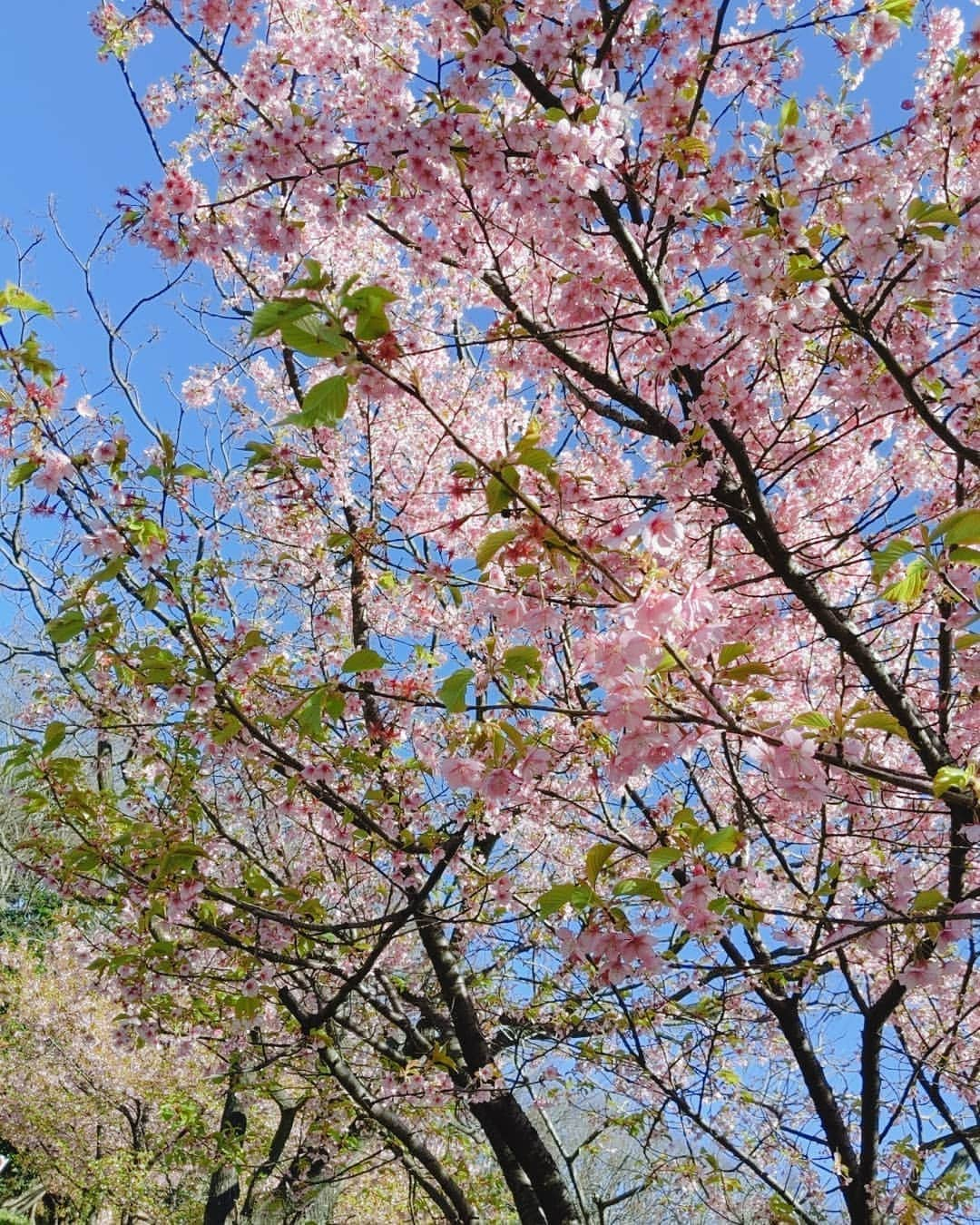 神童ミコトのインスタグラム：「. ✔  いつもランニングしてる道に 咲いてるやつ🌸  もー 緑の葉っぱが出てるけど　 正解？？ なかなか キレイに撮れんぞ！！ . ✔  ________________________________________________ #さくら？ #これは #なんの花 #ですか？ #ランニング #プロレスラー #marvelouspro ________________________________________________」