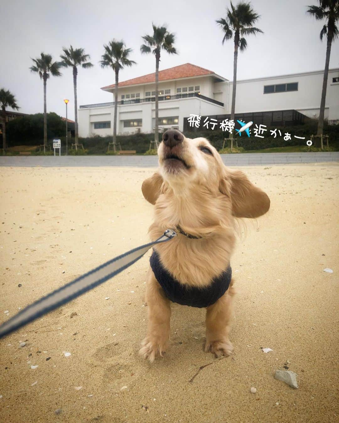 チズさんのインスタグラム写真 - (チズInstagram)「砂浜求めて🐕💨💨 足跡🐾可愛いぃ💕  #海んぽ#動くマロン 🎥 #ラヴィマーナ #神戸空港島西緑地  #sea 🏖#🐾#🐶#💕 #Mダックス#ダックス#ミニチュアダックス #親父犬#シニア犬#ミニチュアダックスフンド #ミニチュアダックスクリーム#短足部 #短足犬#カニンヘンダックス #ダックス14歳#カニンヘンダックスフンド#犬は家族#犬のいる生活#インスタでわんこみるのが日課 ♡♡」3月6日 22時50分 - sqi.chizu