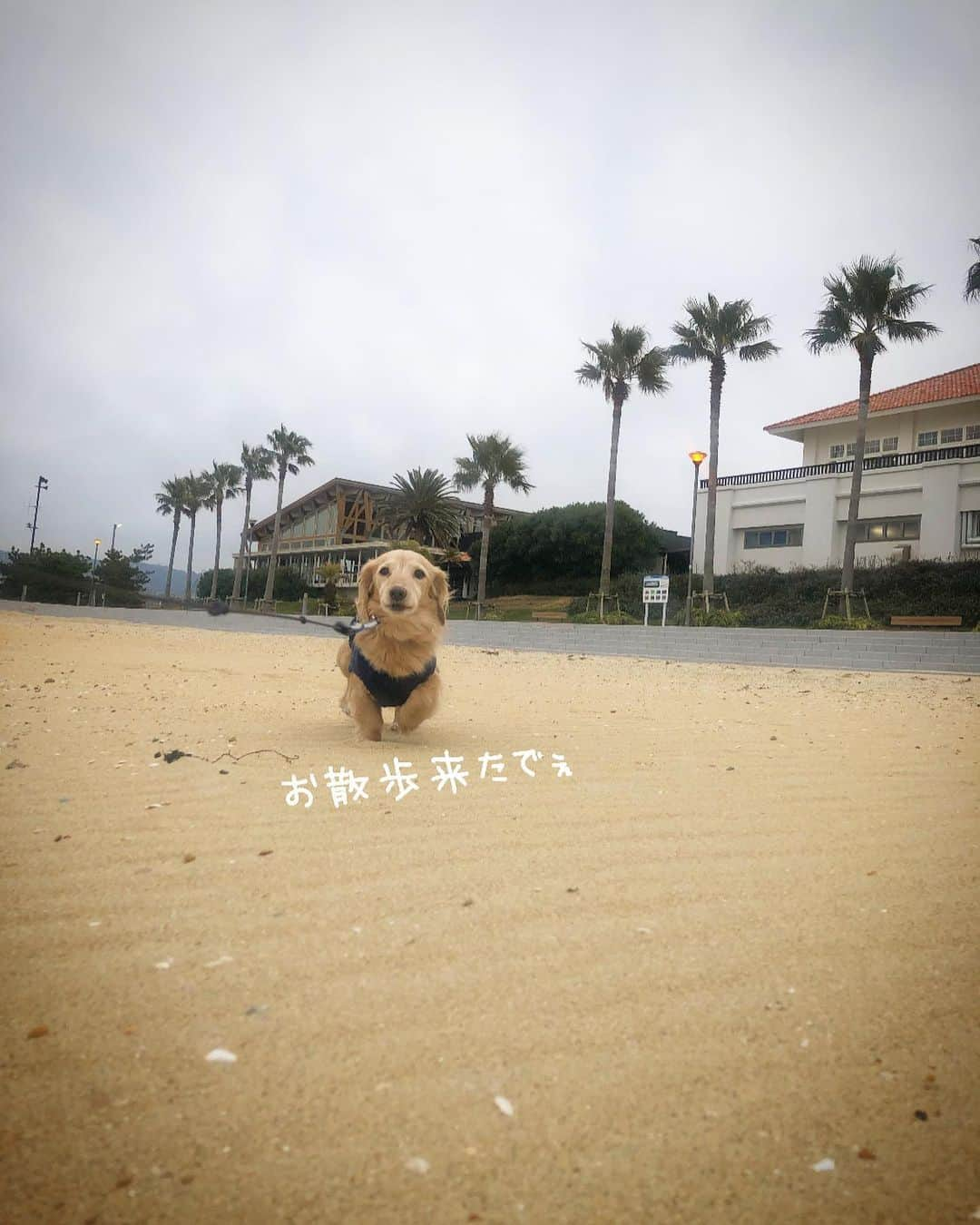 チズさんのインスタグラム写真 - (チズInstagram)「砂浜求めて🐕💨💨 足跡🐾可愛いぃ💕  #海んぽ#動くマロン 🎥 #ラヴィマーナ #神戸空港島西緑地  #sea 🏖#🐾#🐶#💕 #Mダックス#ダックス#ミニチュアダックス #親父犬#シニア犬#ミニチュアダックスフンド #ミニチュアダックスクリーム#短足部 #短足犬#カニンヘンダックス #ダックス14歳#カニンヘンダックスフンド#犬は家族#犬のいる生活#インスタでわんこみるのが日課 ♡♡」3月6日 22時50分 - sqi.chizu