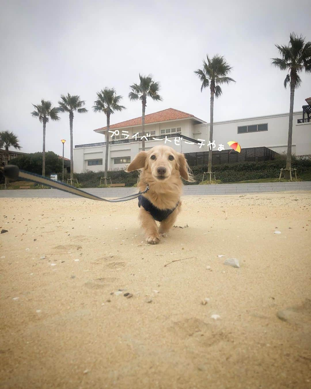 チズさんのインスタグラム写真 - (チズInstagram)「砂浜求めて🐕💨💨 足跡🐾可愛いぃ💕  #海んぽ#動くマロン 🎥 #ラヴィマーナ #神戸空港島西緑地  #sea 🏖#🐾#🐶#💕 #Mダックス#ダックス#ミニチュアダックス #親父犬#シニア犬#ミニチュアダックスフンド #ミニチュアダックスクリーム#短足部 #短足犬#カニンヘンダックス #ダックス14歳#カニンヘンダックスフンド#犬は家族#犬のいる生活#インスタでわんこみるのが日課 ♡♡」3月6日 22時50分 - sqi.chizu