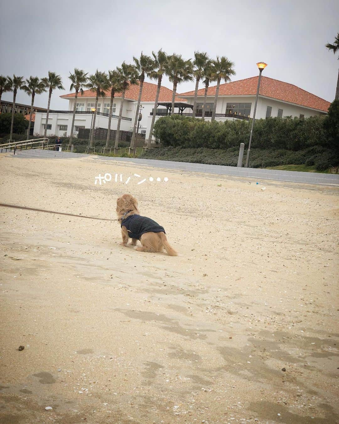 チズさんのインスタグラム写真 - (チズInstagram)「砂浜求めて🐕💨💨 足跡🐾可愛いぃ💕  #海んぽ#動くマロン 🎥 #ラヴィマーナ #神戸空港島西緑地  #sea 🏖#🐾#🐶#💕 #Mダックス#ダックス#ミニチュアダックス #親父犬#シニア犬#ミニチュアダックスフンド #ミニチュアダックスクリーム#短足部 #短足犬#カニンヘンダックス #ダックス14歳#カニンヘンダックスフンド#犬は家族#犬のいる生活#インスタでわんこみるのが日課 ♡♡」3月6日 22時50分 - sqi.chizu