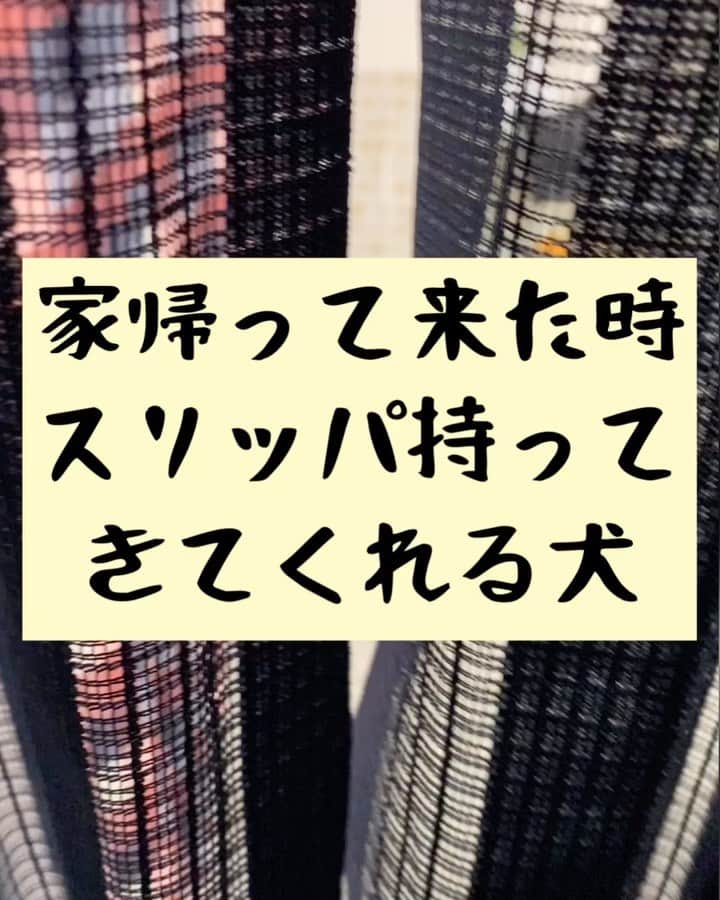 たいゆうきのインスタグラム：「タイの 動物あるあるモノマネ 「家帰って来た時スリッパ持ってきてくれる犬」  #タイ動物 #動物 #あるある #ものまね  #犬 #dog  #もふもふ  #ペット  #家」