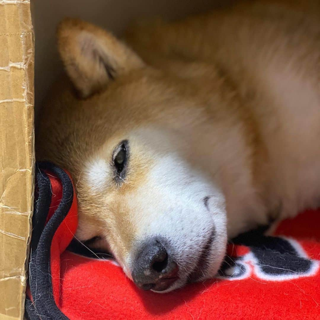 まる（まるたろう）さんのインスタグラム写真 - (まる（まるたろう）Instagram)「Good night!✨🐶💤✨明日はいい天気かな〜🙄　またサクラパトロールしよっかな #いっぱい咲いてるといいね😊 #今年は上野公園空いてるらしいよ #宴会自粛だって🙄 #でも見るのは自由だから #みんなおいで」3月7日 0時08分 - marutaro