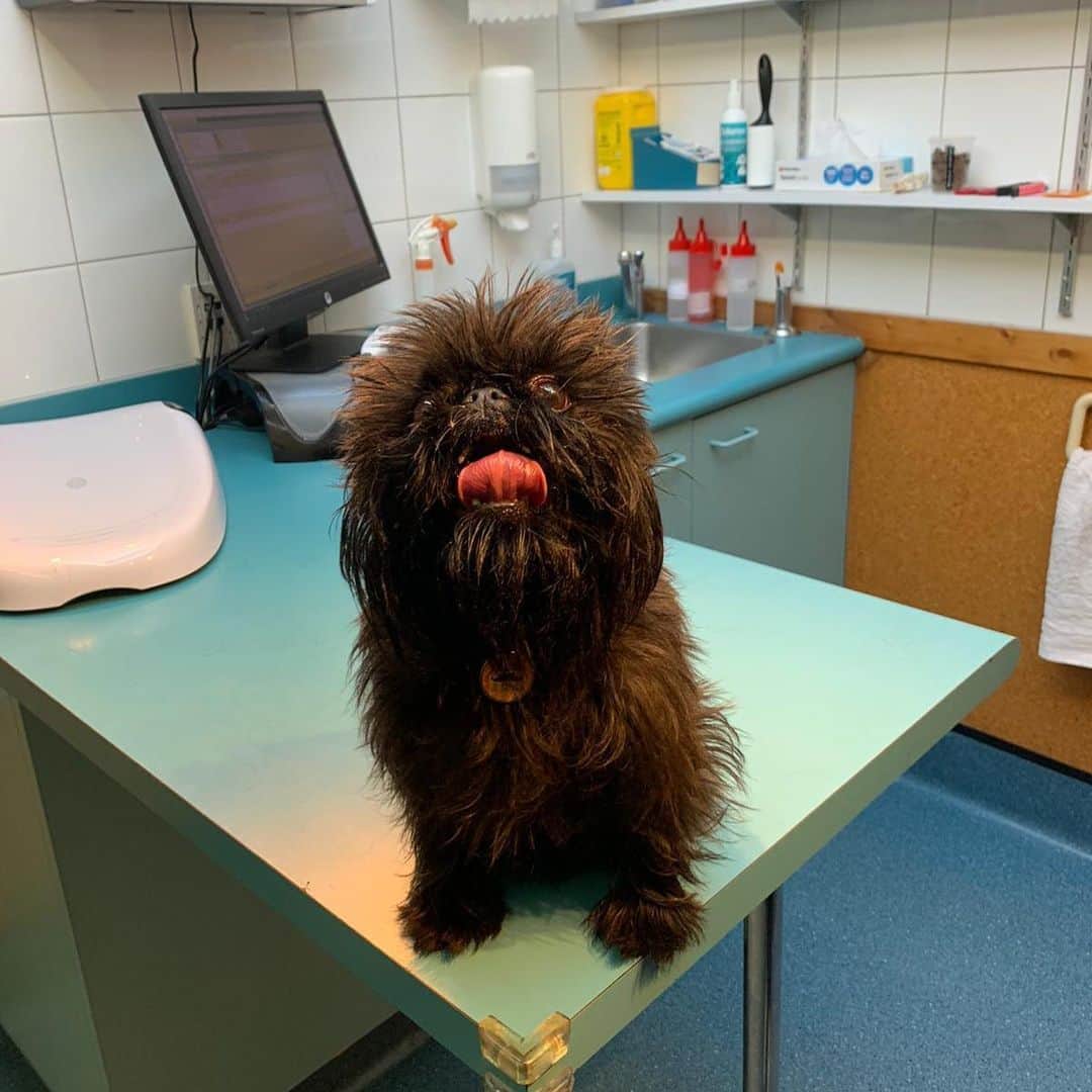 Digby & Aloのインスタグラム：「When you’re a good boy at the vet eating treats and your brother gets taken to the other room to have his leg shaved 😂  It’s checkup day! Everything is fine and no one is sick, don’t worry 😉  Digby is apparently a “senior” now (don’t @ me) so he’s having his old man blood test taken.」