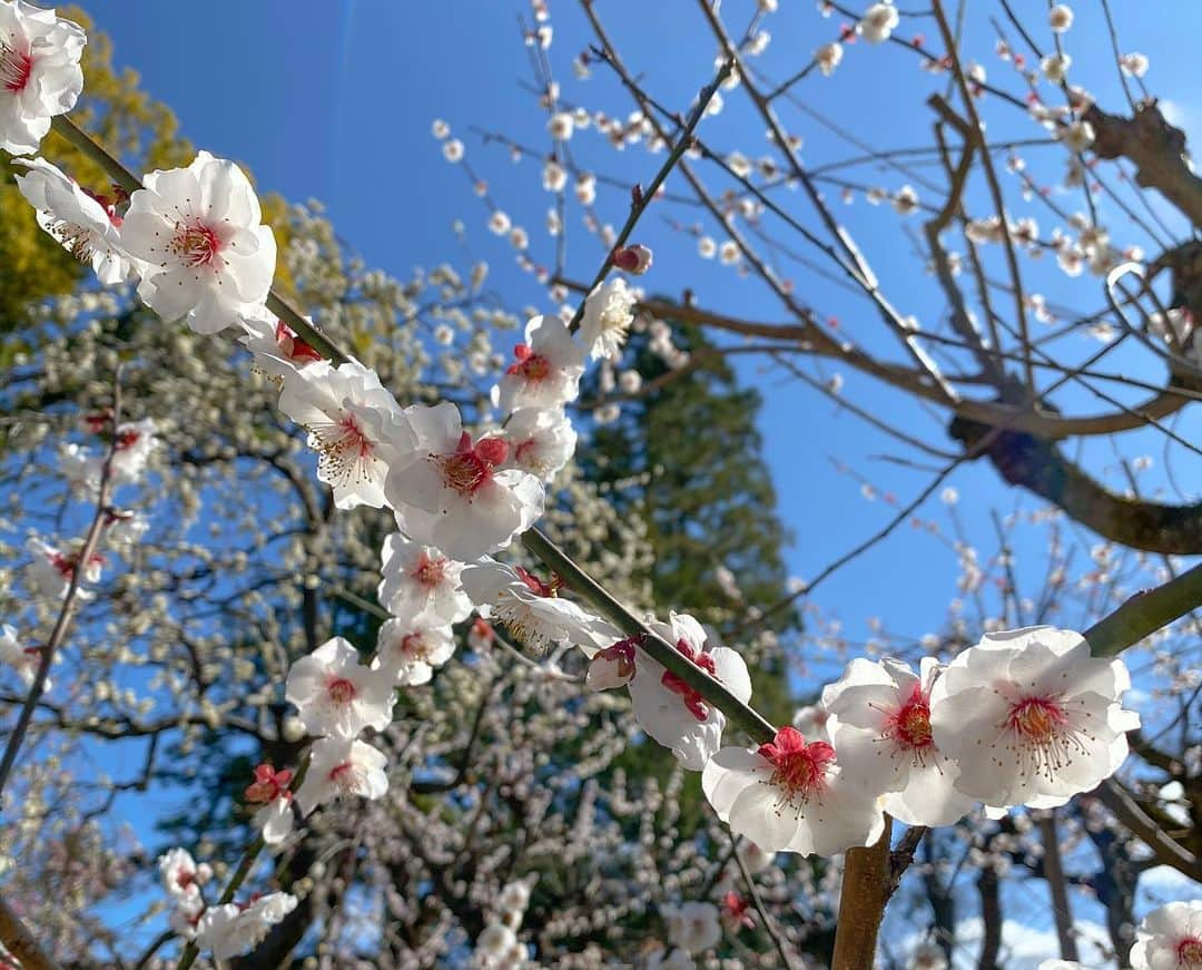 上本昌代さんのインスタグラム写真 - (上本昌代Instagram)「お天気も良くて散策日和🚶‍♀️観光客も少なくてかなり快適〜！だいぶ散ってたけど花びらの絨毯も情緒あって素敵🌸 苔？の上に椿の花が落ちてる姿が不思議で綺麗だったなぁ☺️ #京都 #kyoto #城南宮 #しだれ梅 #しだれ梅と椿まつり #椿 #tsubaki #flowers #花 #散策日和 #快晴 #夜はまだ寒い #早く桜咲かないかな💓 #春よ来い来い」3月7日 0時26分 - masayomai